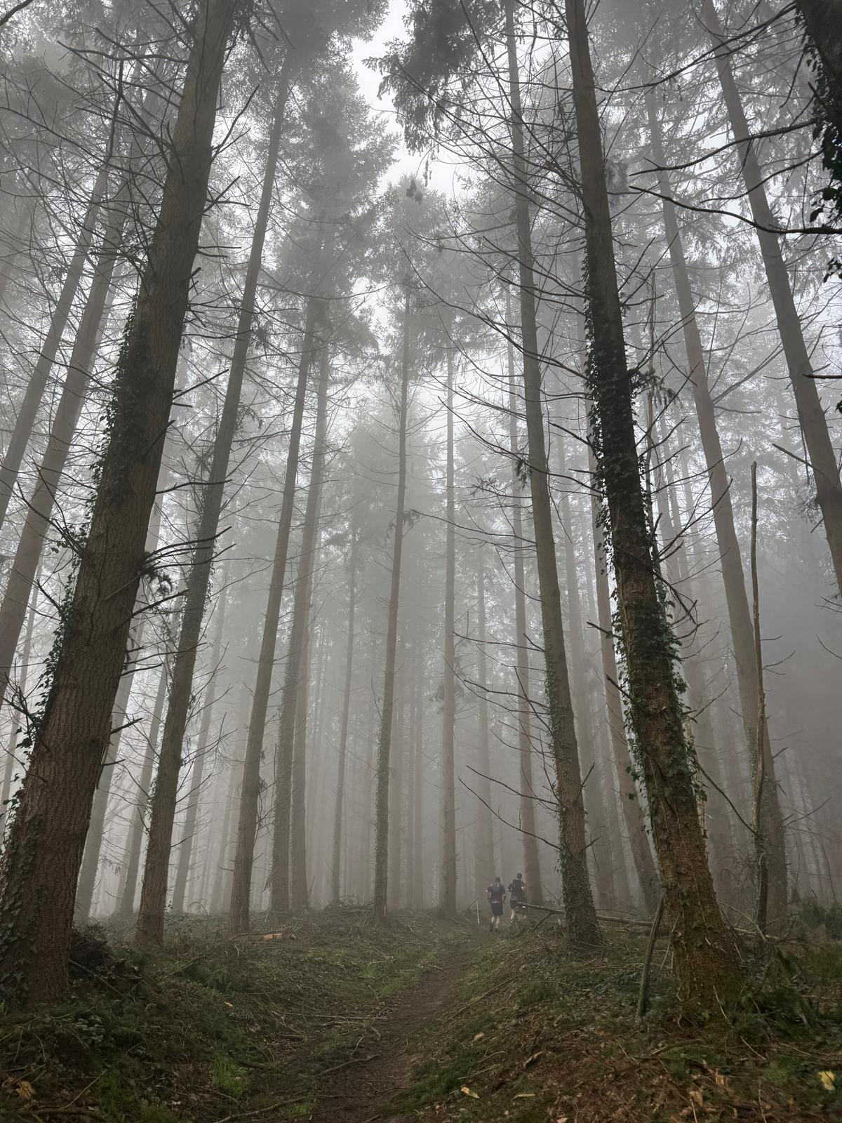 Sentier forestier brumeux au petit matin
